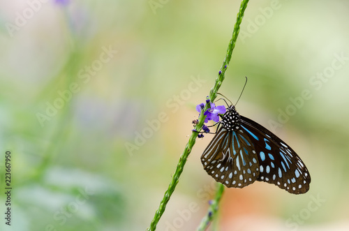 Beautiful butterfly resting on the flower in the garden. © gracethang