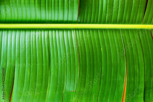 Background Thai Green Banana Leaf Top View