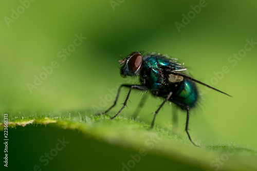 Green fly on leaf © stockfotocz
