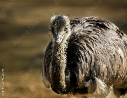 Brown emu photography photo