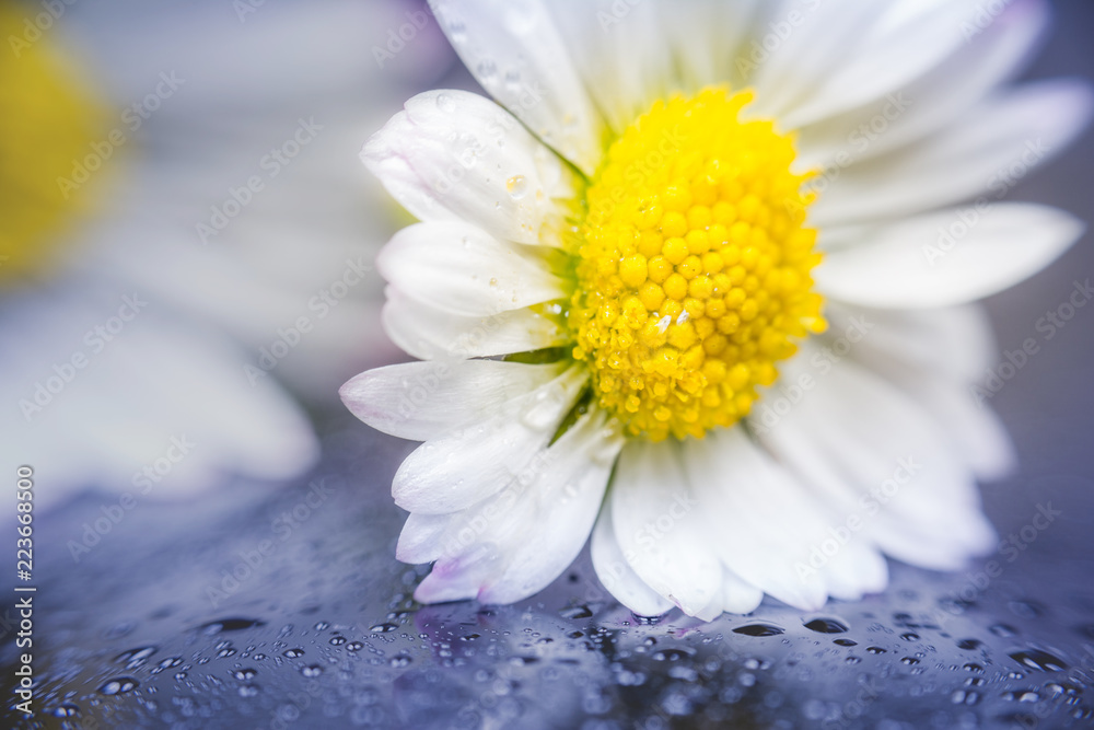 Obraz premium Daisy flower reflection