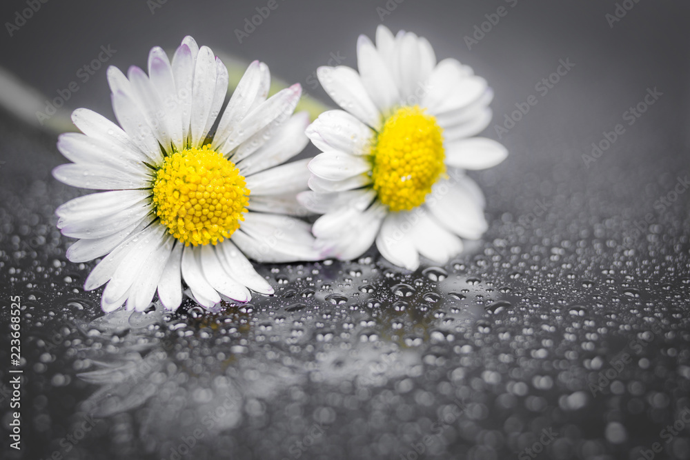 Daisy flowers reflection - obrazy, fototapety, plakaty 