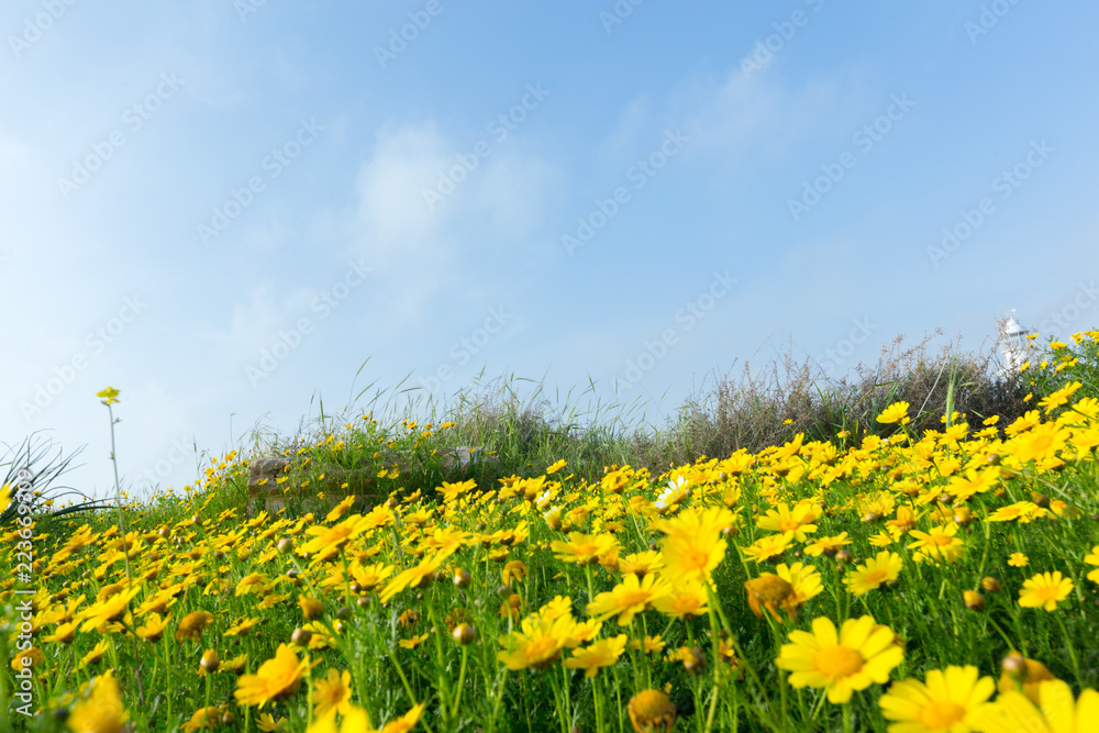 Obraz premium Spring background with beautiful yellow flowers