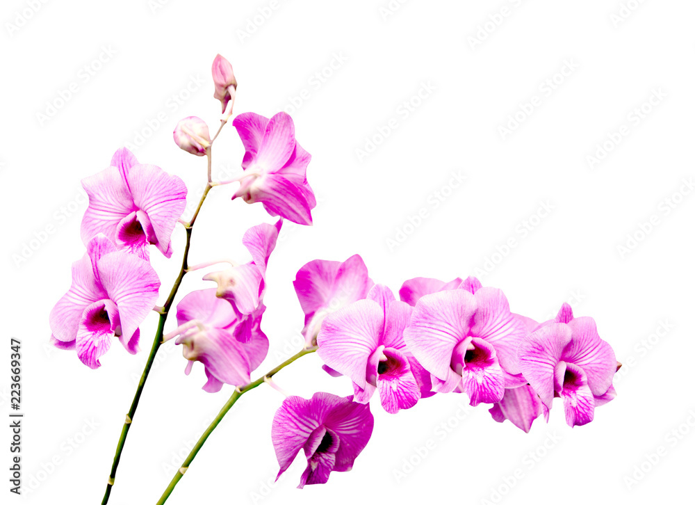 Beautiful purple orchid, isolated on white background Beautiful purple orchid, isolated on white background