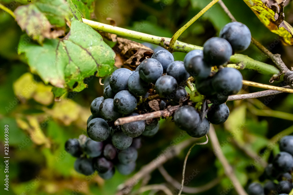 Wild grapes growing on the vine after a nights dew.