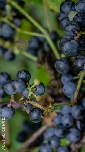 Wild grapes growing on the vine after a nights dew.