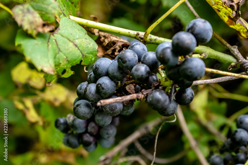 Obraz na płótnie Wild grapes growing on the vine after a nights dew. w salonie