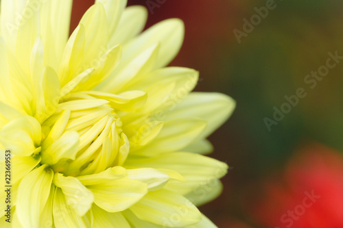Fototapeta Naklejka Na Ścianę i Meble -  Gelbe Dahlie (Asteraceae) im Spätsommer.