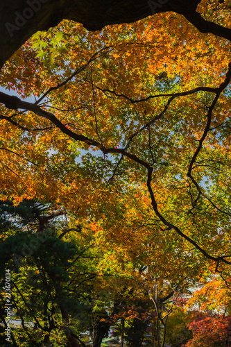 Maple and autumn leaves.The shooting location is  Tokyo  Japan.