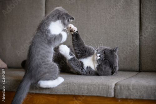 Fotografija British short hair cat Daddy and Kitten