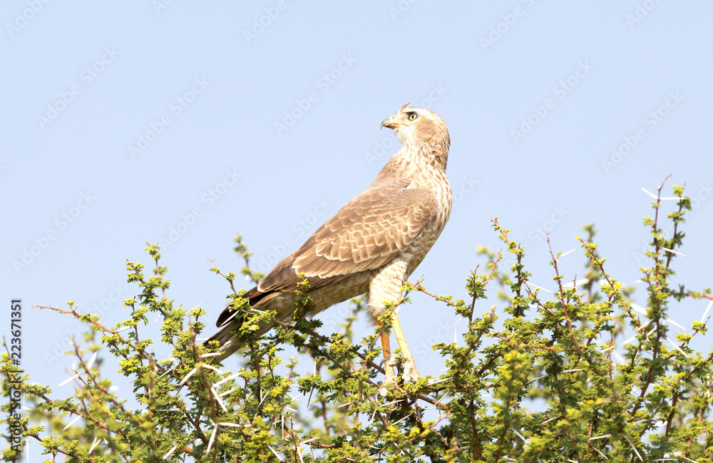 Pale Chanting Goshawk, Kalahari