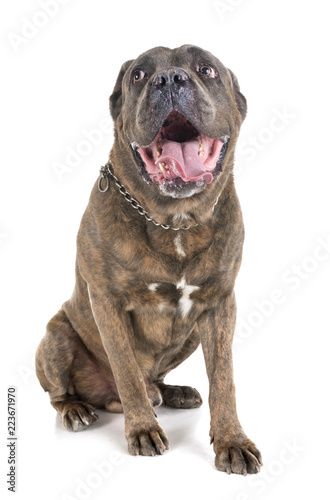 italian mastiff in studio