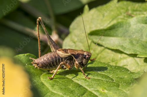 Brown grasshopper with only one talus sits on a leaf in front of blurred background © janny2