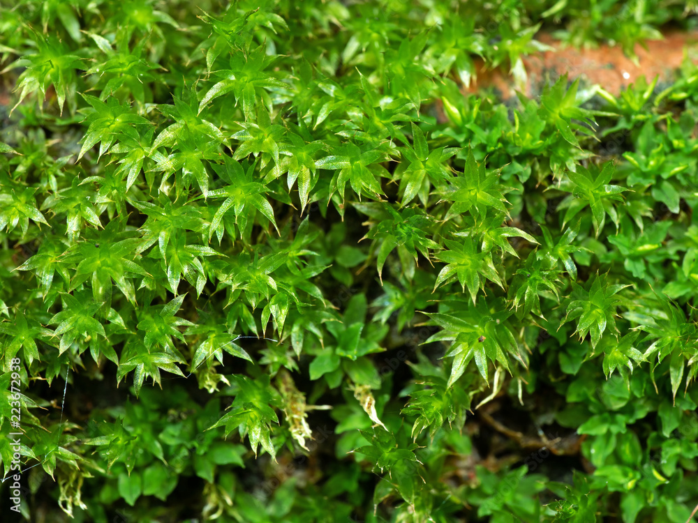 Macro Photo of Tiny Plants on The Wall Macro Photo of Tiny Plants on The Wall