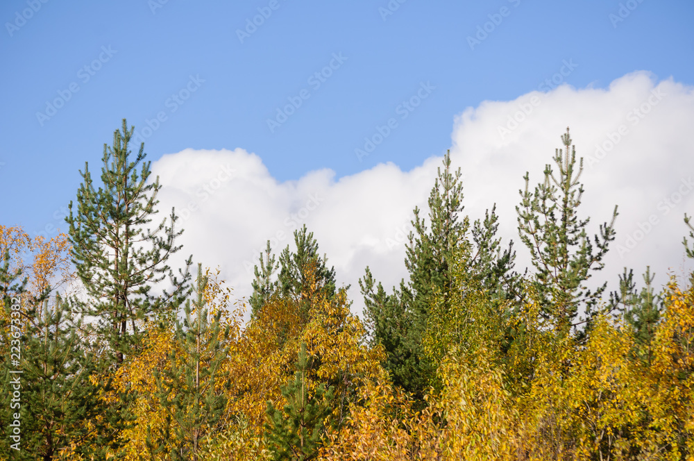 tree in autumn tree in autumn