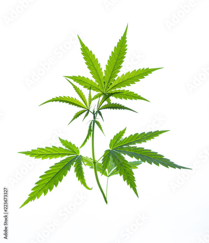 Wild marijuana plant isolated on the white background