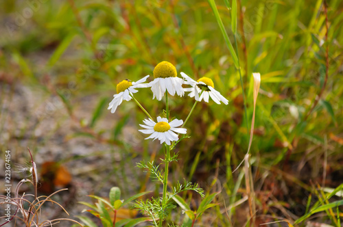 Chamomile