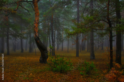 walk in the autumn forest. fog. dampness. melancholy.