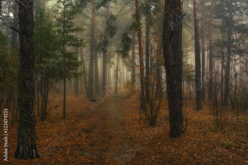 walk in the autumn forest. fog. dampness. melancholy.