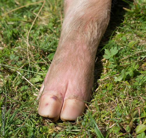 Pig leg in grass