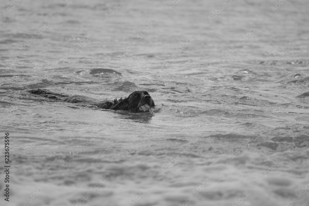 Fototapeta premium Dog swimming through ocean water with ball in mouth