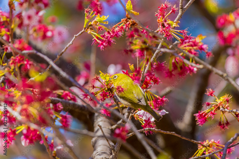 Japanese White-eye.The background is cherry blossoms(Japanese name is Kanzakura). Located in Tokyo Prefecture Japan. Japanese White-eye.The background is cherry blossoms(Japanese name is Kanzakura). Located in Tokyo Prefecture Japan.