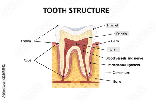 Structure of human teeth
