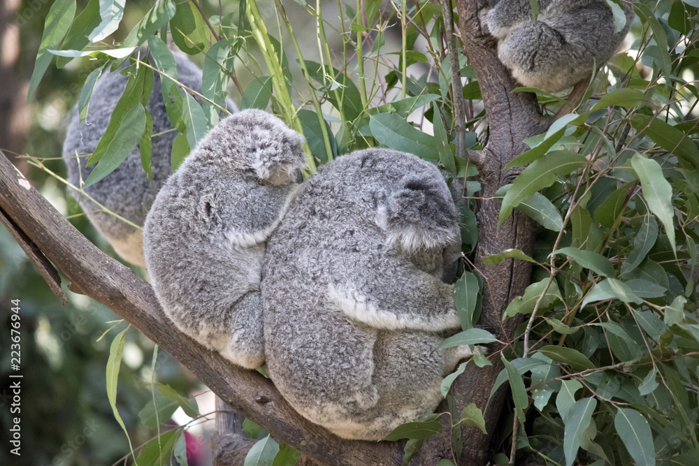 Fototapeta premium koala i joey