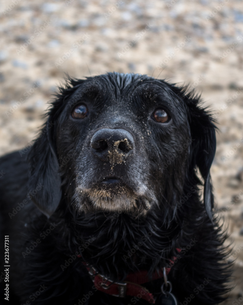 Adorable wet and sandy dog looking up, portrait at beach