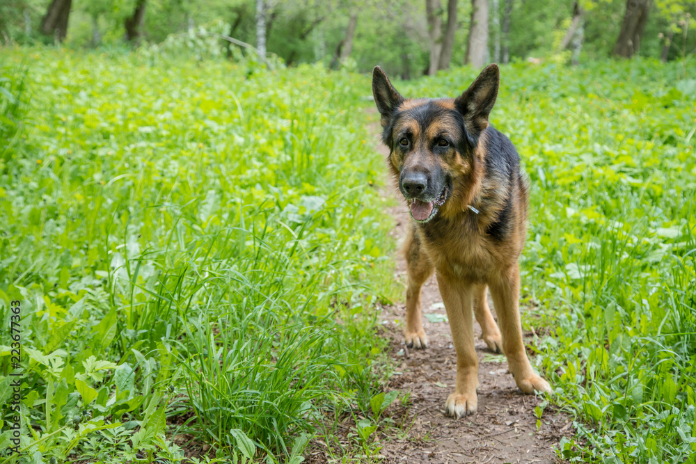 Dog German Shepherd on green grass in a summer day