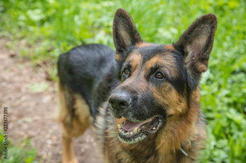 Dog German Shepherd on green grass in a summer day