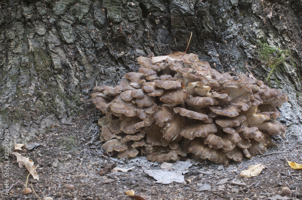 Grifola frondosa, edible polyporus mushroom Grifola frondosa, edible polyporus mushroom