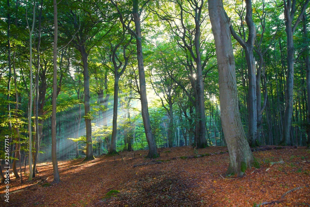 Im Herbstdunst Im Herbstdunst