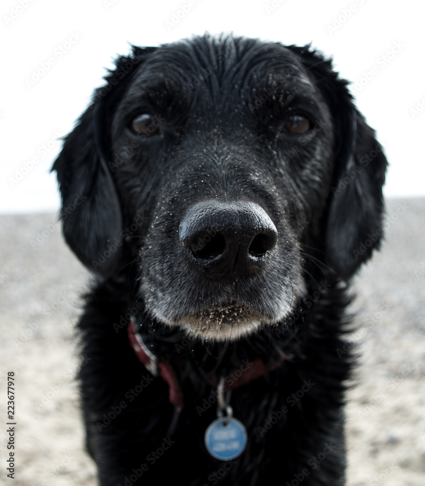 Wet, sandy dog portrait, looking at camera Wet, sandy dog portrait, looking at camera