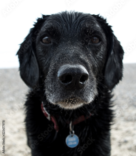 Wet, sandy dog portrait, looking at camera