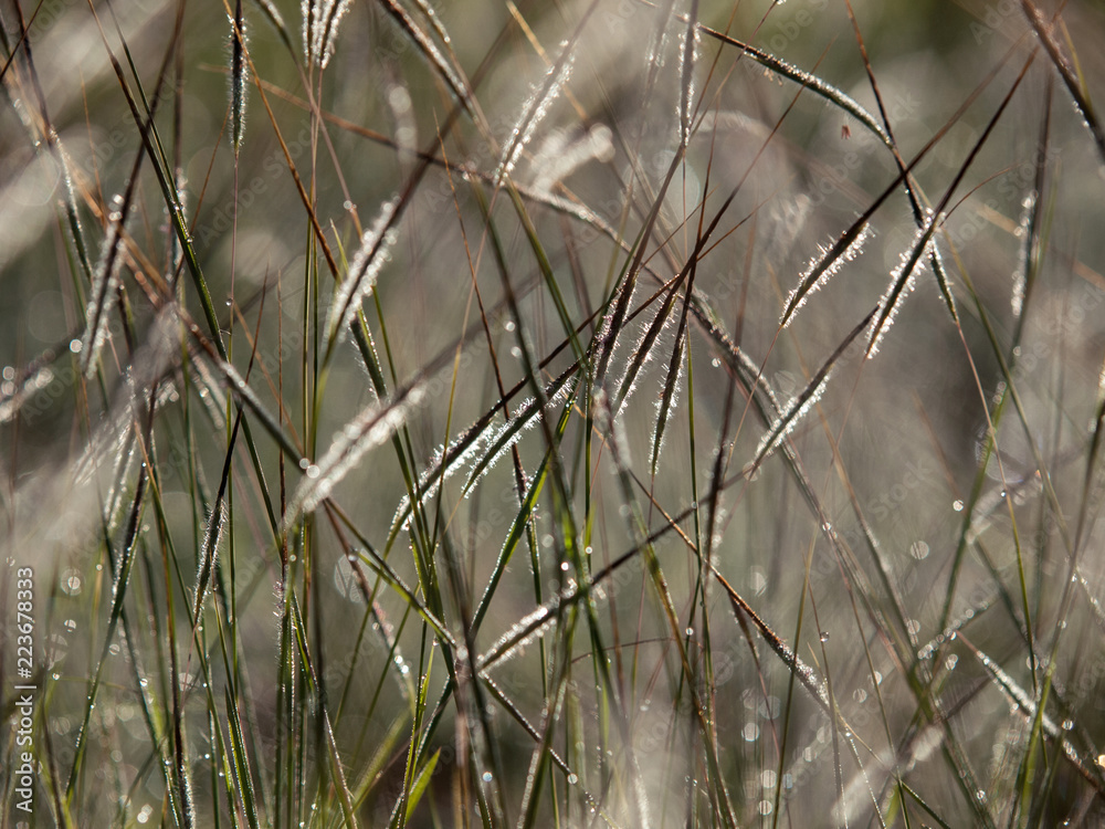Backlit grass seeds background Backlit grass seeds background