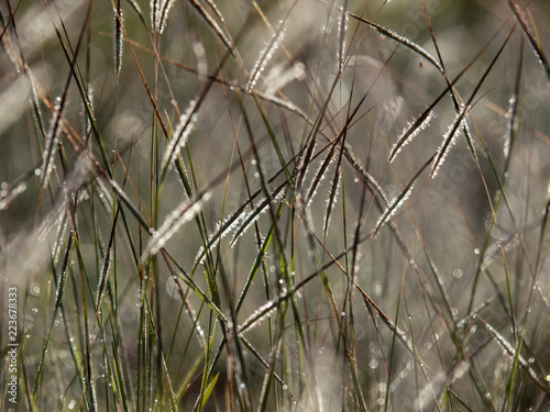 Backlit grass seeds background