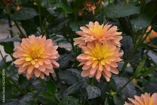 Fototapeta Naklejka Na Ścianę i Meble -  Dahlia rose et jaune