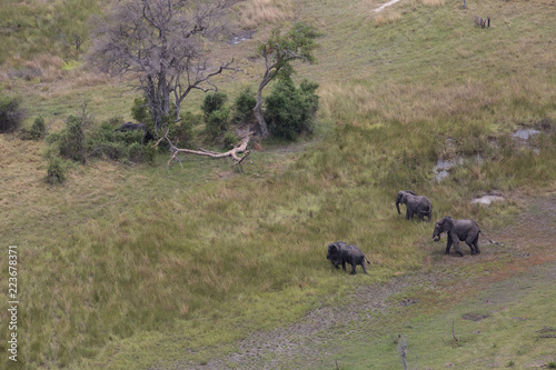 elephant in africa in a group