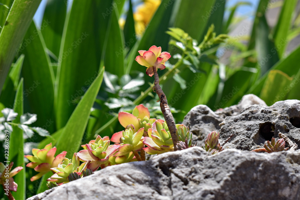 Small Aloe Vera plant grown between rocks in the mountain/ medicinal herbs-plant Small Aloe Vera plant grown between rocks in the mountain/ medicinal herbs-plant
