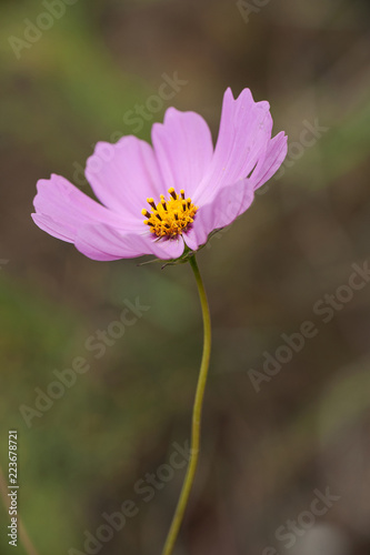 pink cosmos