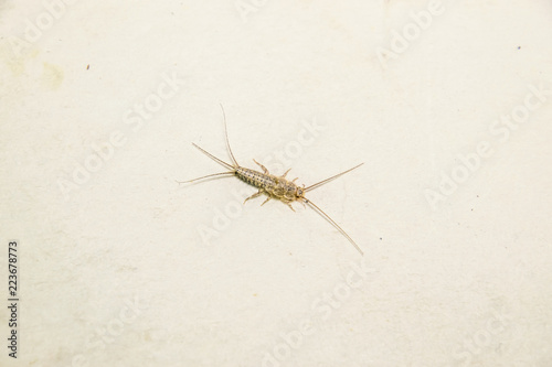 Insect feeding on paper - silverfish  thermobia. Pest books and newspapers.