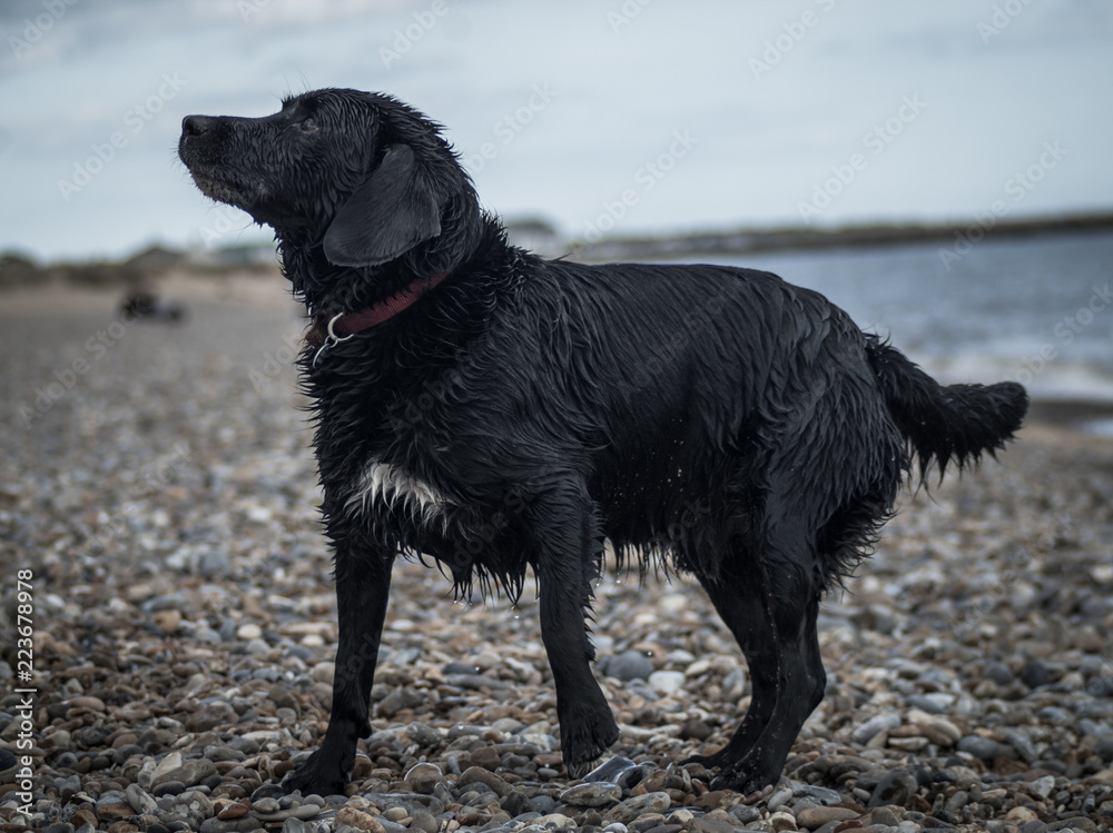 Side view of wet springer labrador cross at a pebble beach