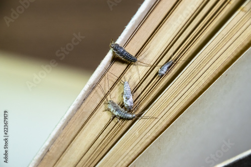 Insect feeding on paper - silverfish. Pest books and newspapers. Lepismatidae, Thermobia domestica. photo