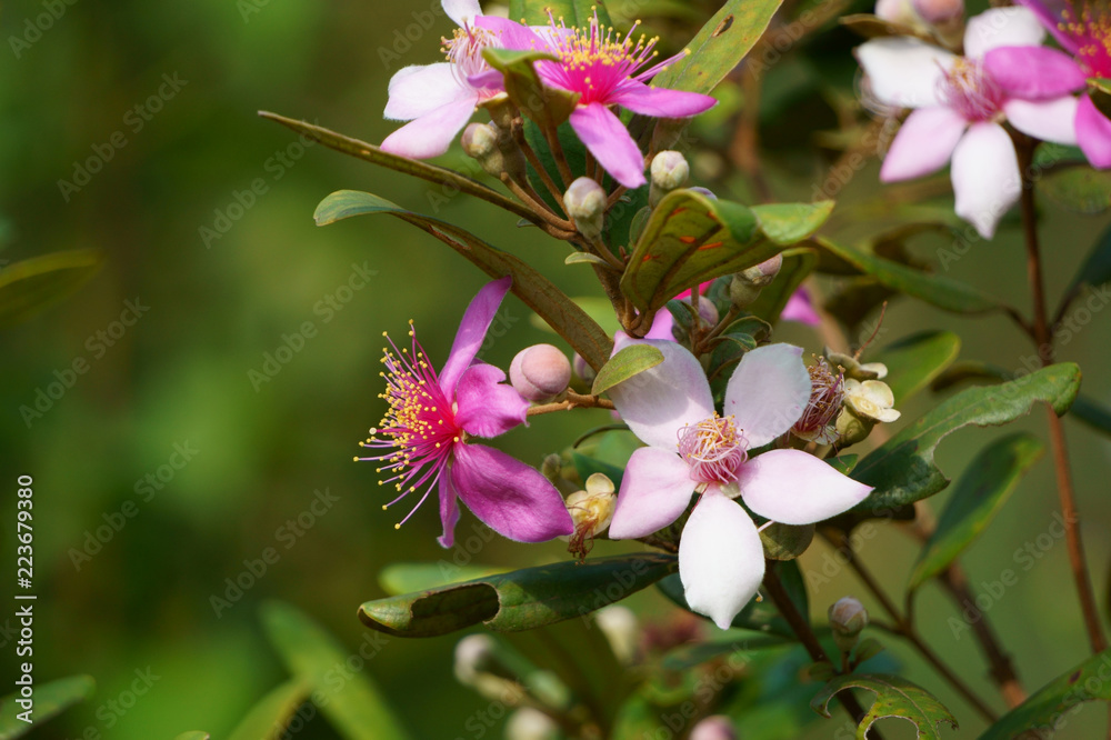 Fototapeta premium Rhodomyrtus tomentosa flowers bloom and early sunlight