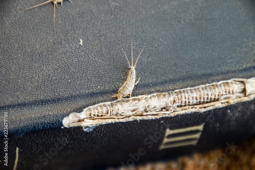 lepisma on the tattered cover of an old book. Insect feeding on paper - silverfish, lepisma. Pest books and newspapers. photo