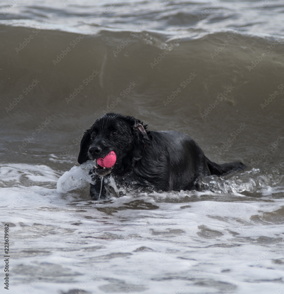 Very wet dog escaping crashing waves in the ocean at the seaside Very wet dog escaping crashing waves in the ocean at the seaside