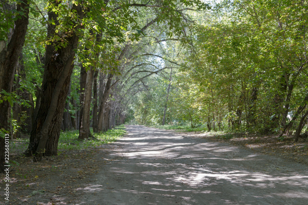 Fototapeta premium curved trees along the road