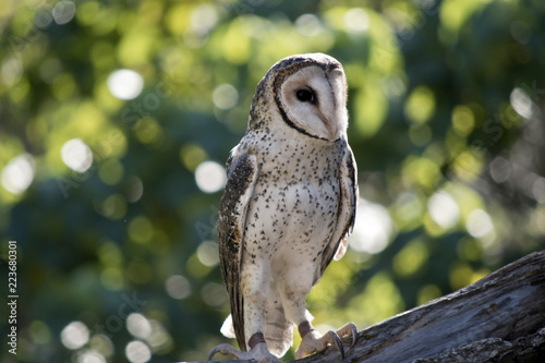 Wallpaper Mural masked owl Torontodigital.ca