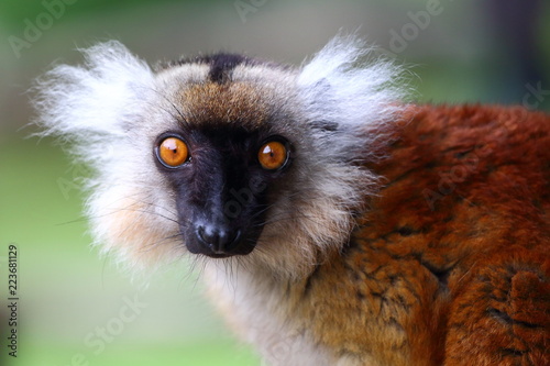 Lémur Macaco